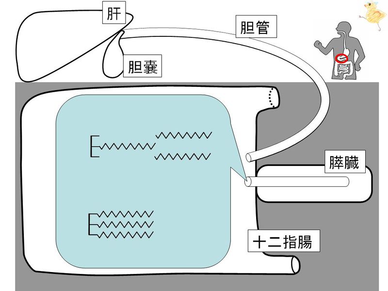 ファイル:01448.jpg