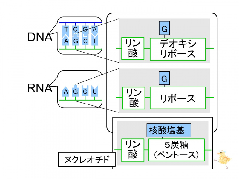 ファイル:03948.jpg