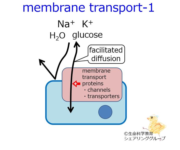 ファイル:Membrane transport-1.jpg