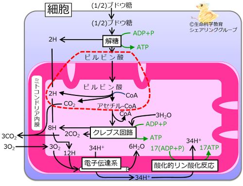 TCA回路.jpg