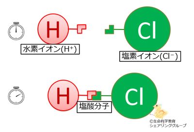 塩酸_イオン結合.jpg