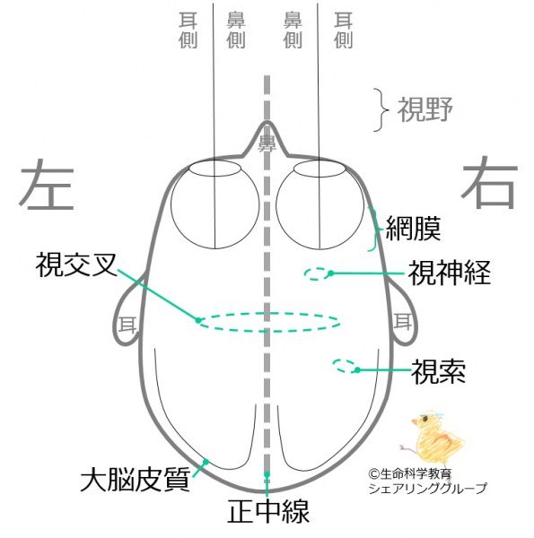 ファイル:00725-wb.jpg