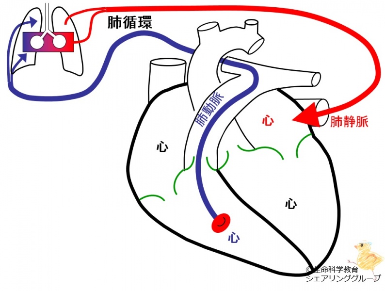 ファイル:01708-wb.jpg