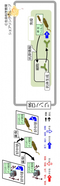 ファイル:DefenceLevel2Level3-intro-Jpn-wb.jpg