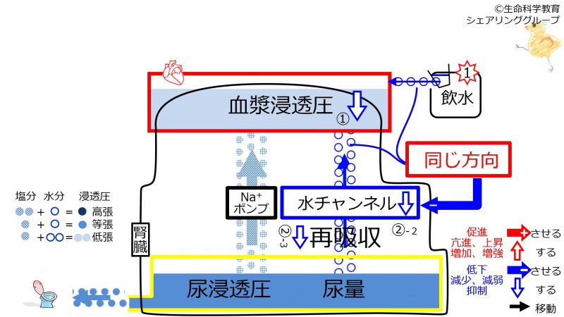 ファイル:WaterDuringChannelControl.jpg
