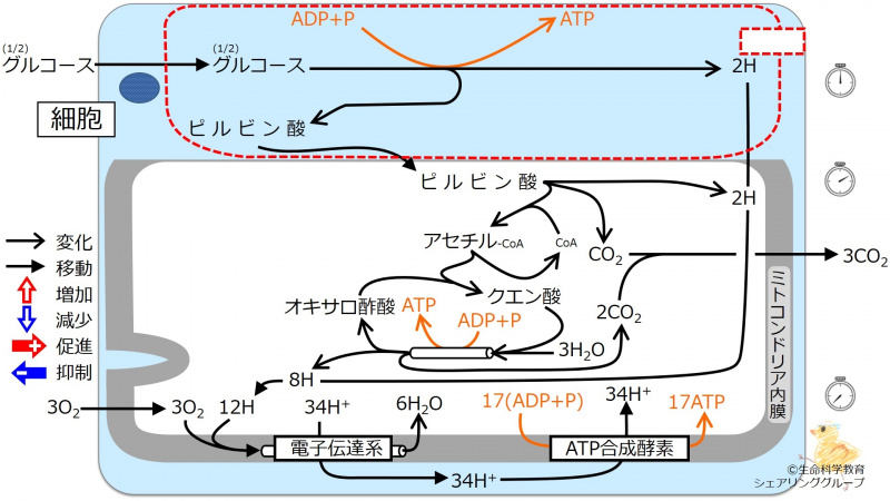 ファイル:エネルギー代謝 全体像1-wb.jpg