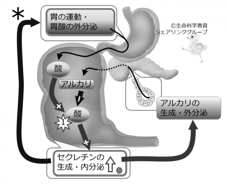 ファイル:セクレチン クイズ.jpg
