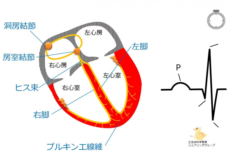 ファイル:刺激伝導系の部位と波形-wb.jpg