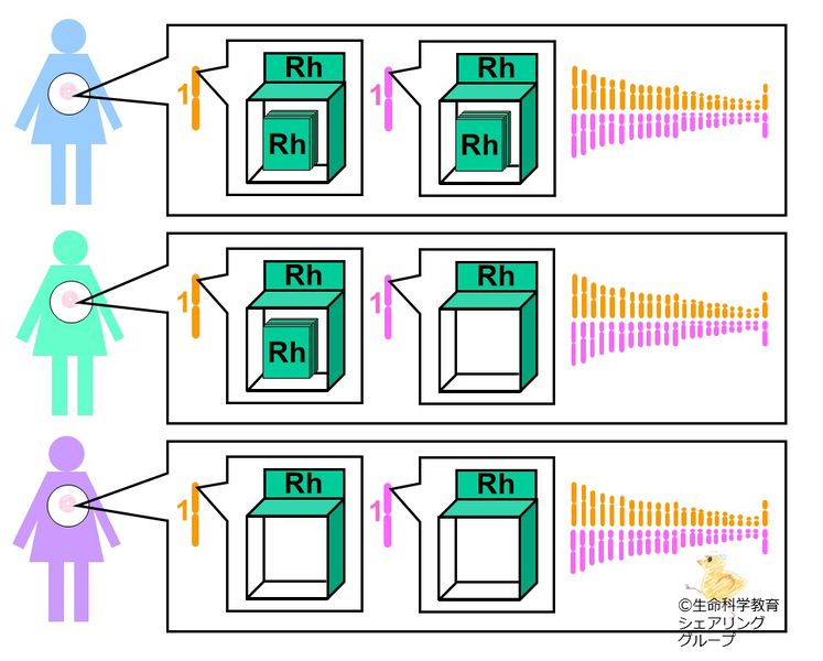 ファイル:座と遺伝子2 1.jpg
