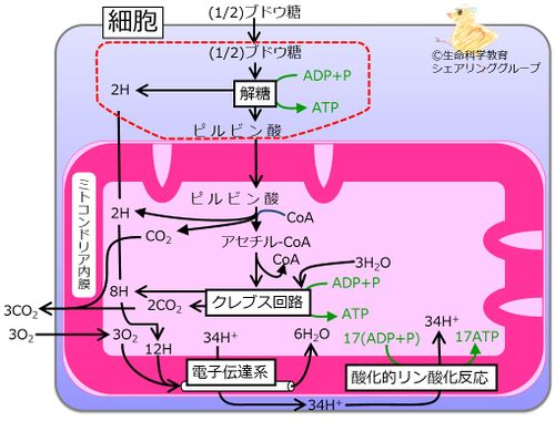 解糖系blue.jpg