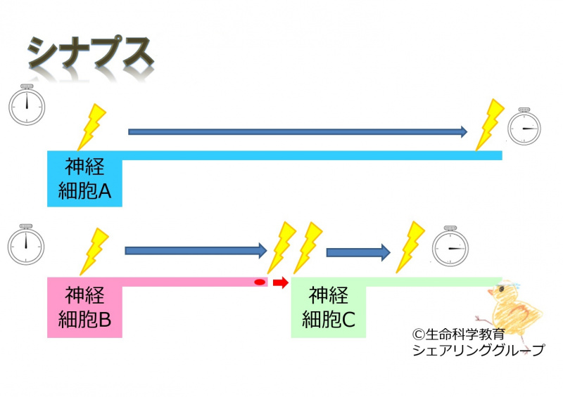 ファイル:02519-wb.jpg