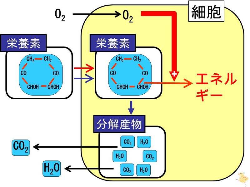 ファイル:03736.jpg