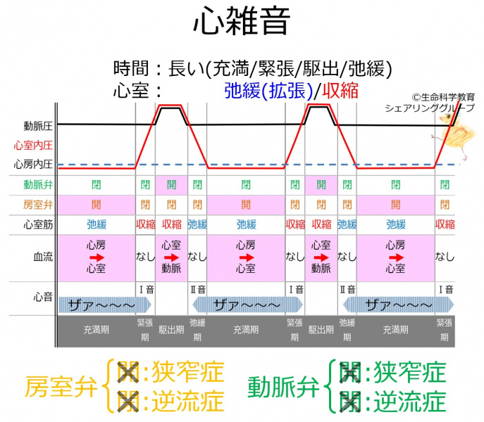 ファイル:DiastolicMurmur-wb.jpg