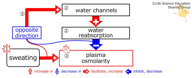 ファイル:SweatingDuringBasicFeedbackToWaterChannels-ENG.jpg
