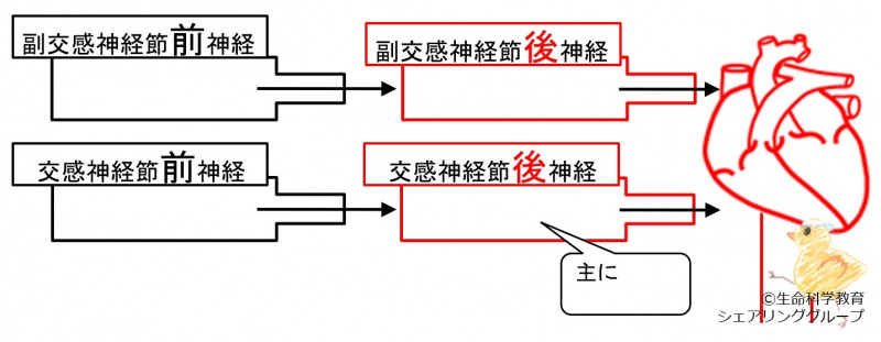 ファイル:02529-wb.jpg