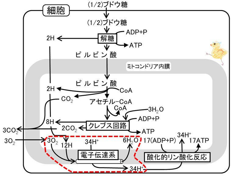 ファイル:04234.jpg