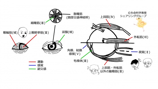 Cranial-summary-eyes.jpg