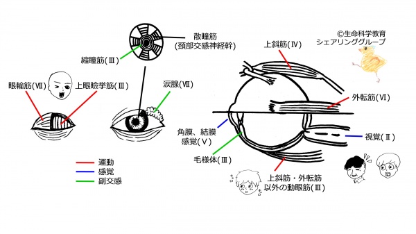 Cranial-summary-eyes.jpg