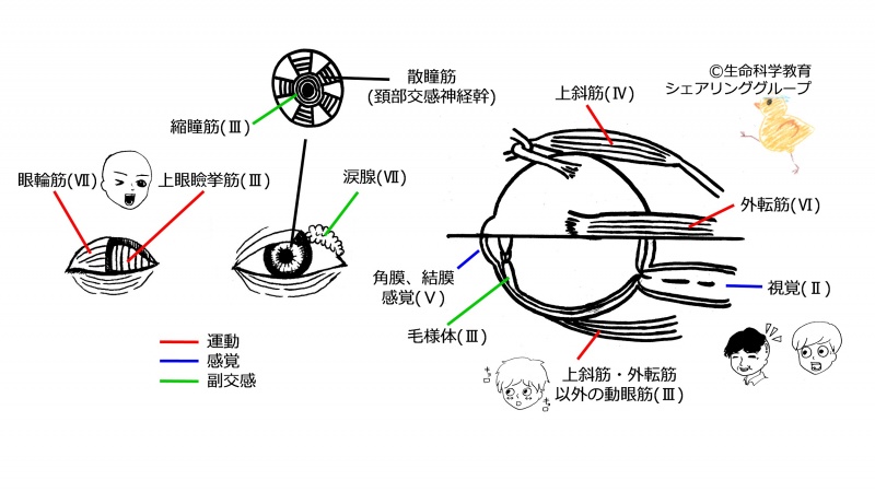 ファイル:Cranial-summary-eyes.jpg