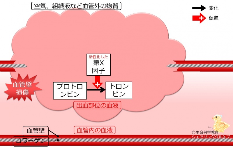 ファイル:プロトロンビン活性化.jpg