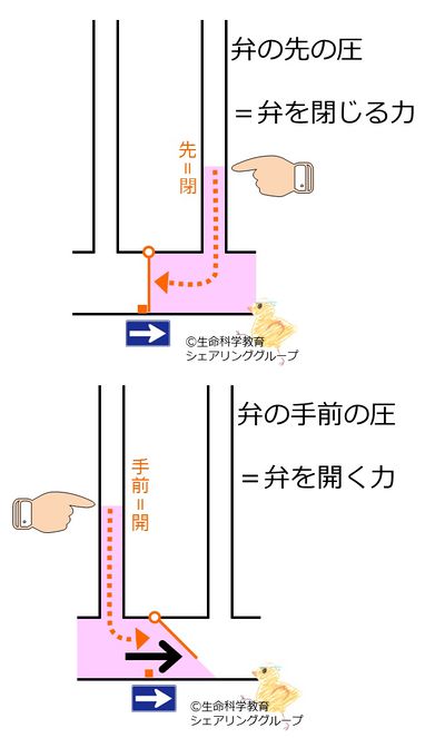 弁_手前と先.jpg