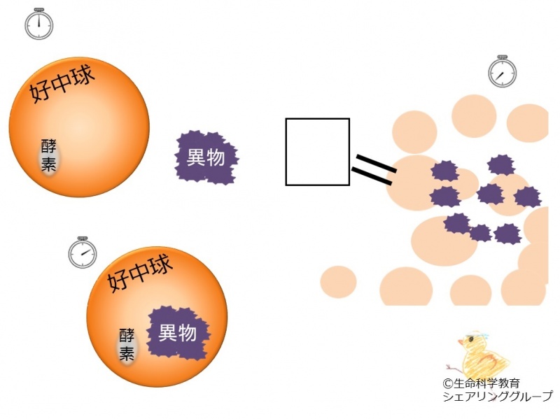 ファイル:04708-wb.jpg