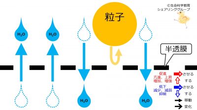 /wiki/images/thumb/e/ec/SemiPermeableMembrane-Jpn.jpg/400px-SemiPermeableMembrane-Jpn.jpg