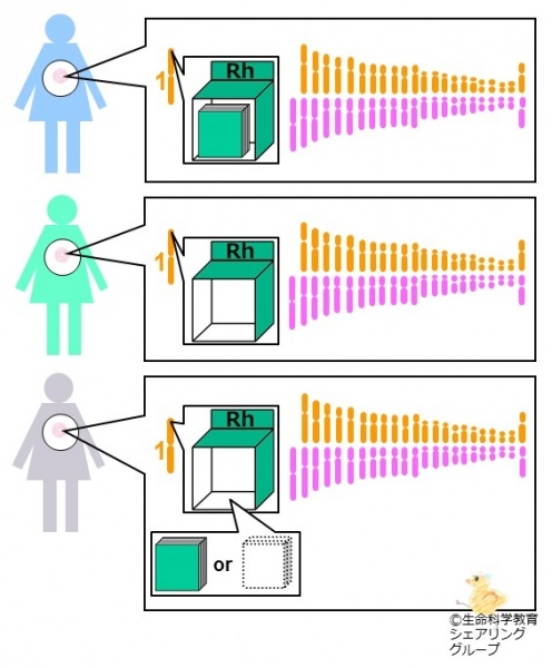 ファイル:座と遺伝子-wb.jpg