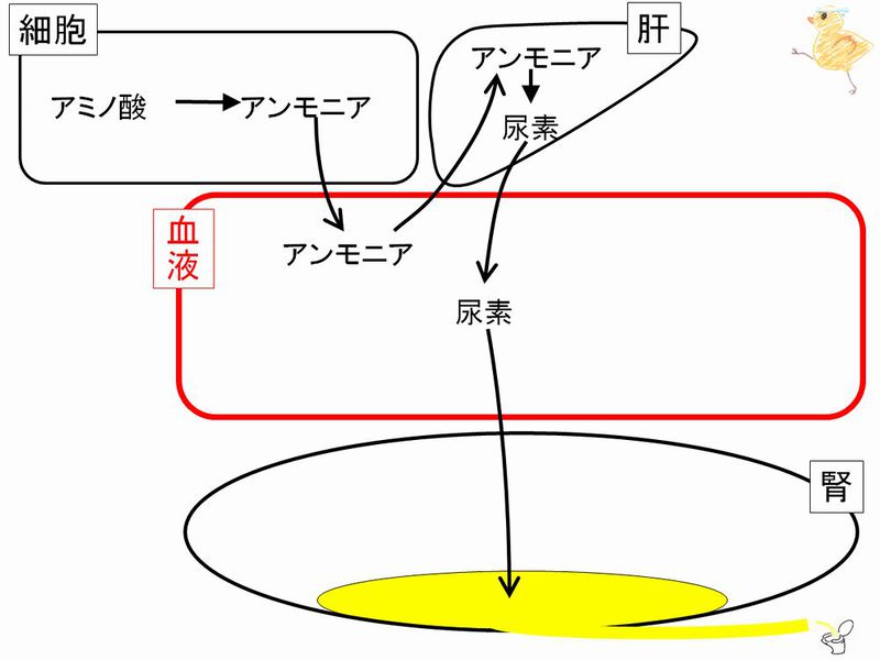 ファイル:03286.jpg