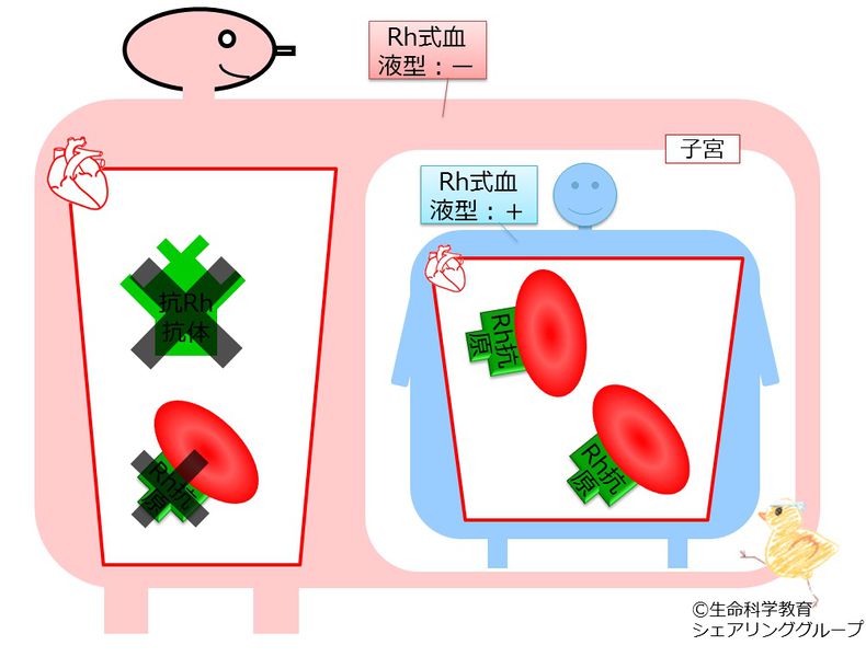 ファイル:04667.jpg
