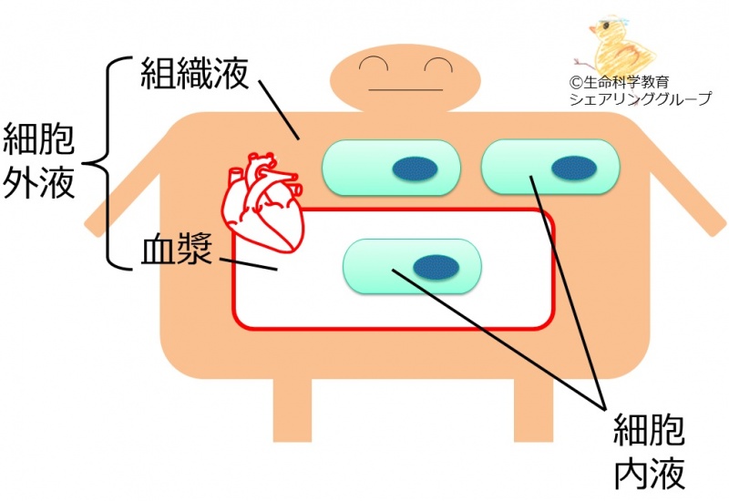 ファイル:04709.jpg