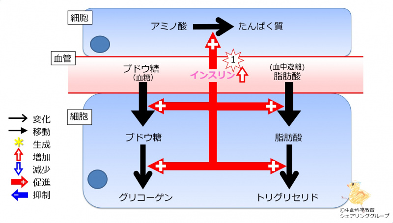 ファイル:Insulin2TGandProteinInc-wb.jpg