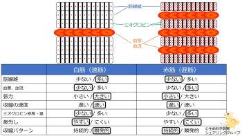 白筋と赤筋_表.jpg