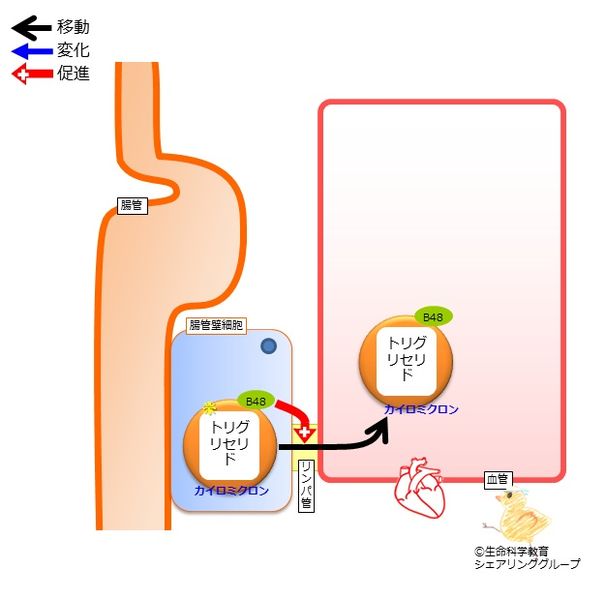 ファイル:02479.jpg