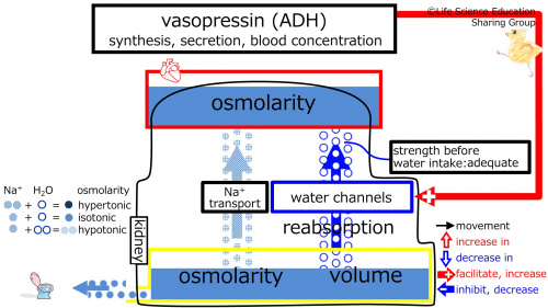 ADHbeforeWaterIntake-Eng.jpg