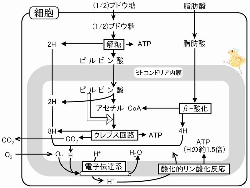 ファイル:03019.jpg