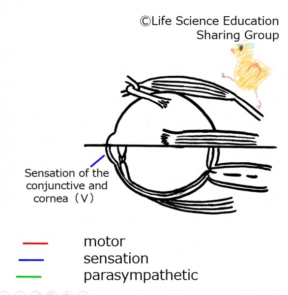 ファイル:Cranial05 2E.jpg