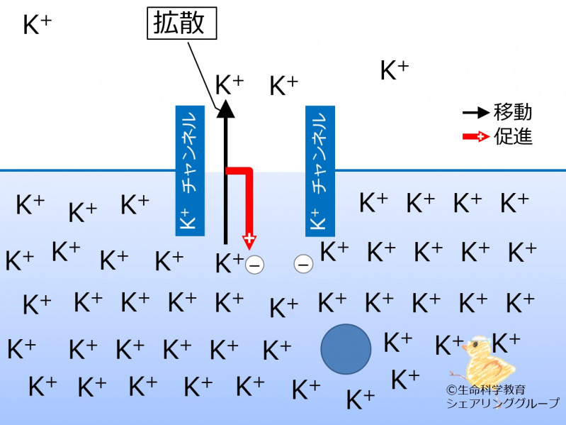 ファイル:Diffusion2potential ja.jpg