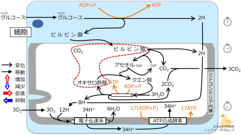 ファイル:Effectofpyruvicacid-wb.jpg
