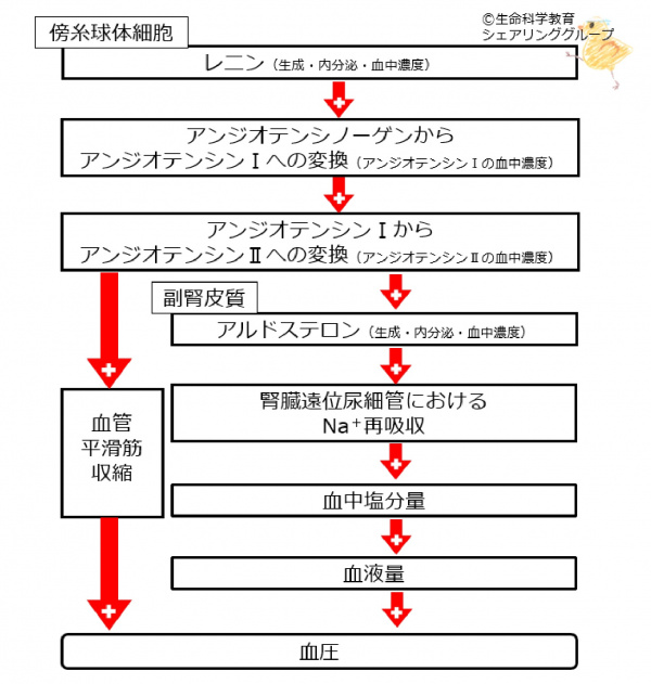 RAA全体像文字ベース.jpg