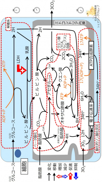 ファイル:エネルギー代謝 全体像5まとめ-wb.jpg