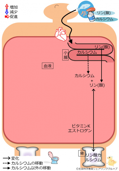 ファイル:04409-wb.jpg