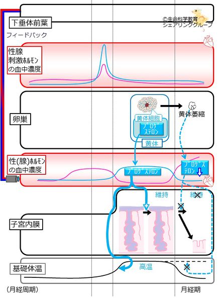 ファイル:04644.jpg