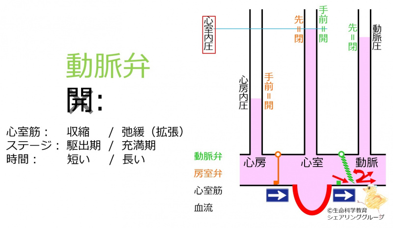 ファイル:ArterialValveStenosisHeartSound-wb.jpg
