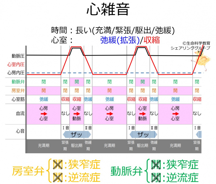 ファイル:SystolicMurmur-wb.jpg