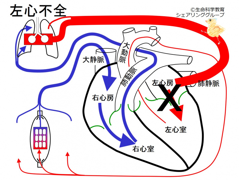 ファイル:02499-wb.jpg