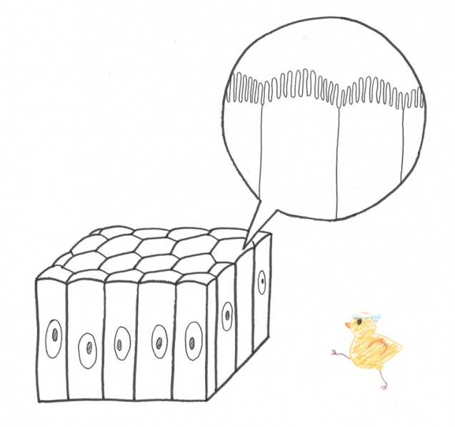 ファイル:04019-wb.jpg
