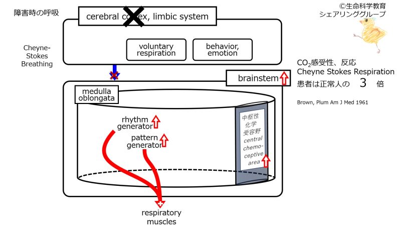 ファイル:RespiratoryControlCerebralCortexDamaged.jpg