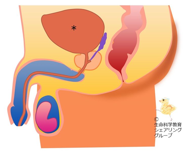 ファイル:クイズ 膀胱.jpg