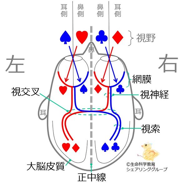 ファイル:00725.jpg